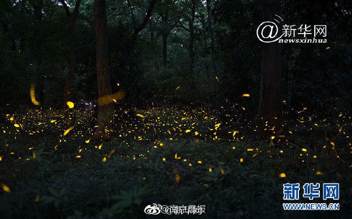 螃蟹綠色的膏可以吃嗎